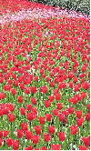 A fresh flower from NYC, just for you! Don't forget to come back every weekday for all new pictures of New York City. Become a NY Readio member and never miss a NY photo tour.