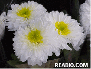 Photos of Flowers every day on the photo tour just for you! New pictures of flowers everday!