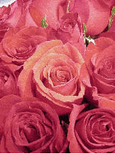 Photos of Flowers every day on the photo tour just for you! New pictures of flowers everday!