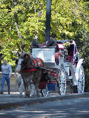 One of the prettiest ways to see Central Park and it's beautiful skyline is by taking a horse and carriage ride (top right photo).