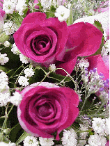 Photos of Flowers every day on the photo tour just for you! New pictures of flowers everday!
