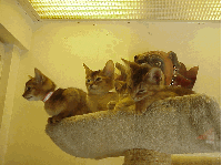 The pet stores in NYC are just so irresistible. These stores never have to decorate their windows, these cuties sell themselves. Of course, pet lovers know these little friends are priceless.