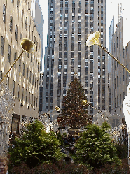 To the right you see a picture of the Rockefeller Center Christmas tree. We'll have pictures of this tree and the Wall Street Christmas tree at night coming up in the next few days. Don't miss them!