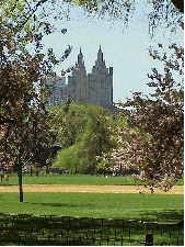 If we could put time in a bottle we would fill it with springtime in Central Park.  Central Park is a perfectly manicured park. Top right picture you see the skyline of the Upper West Side of NYC peeping out behind the pink trees at the Great Lawn.