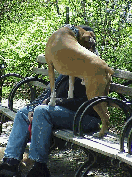 Smoochy poochy. Center right photo you see a man and his dog enjoying a nice day in Central Park.