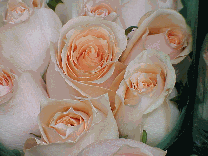 Photos of Flowers every day on the photo tour just for you! New pictures of flowers everday!