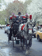 A horse and carriage at Grand Army Plaza
