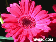 Pictures of Flowers