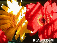 Pictures of Flowers