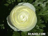 Pictures of Flowers