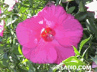 Pictures of Flowers