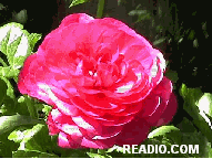 Pictures of Flowers