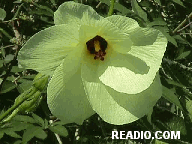 Pictures of Flowers
