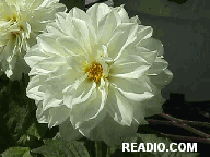 Pictures of Flowers