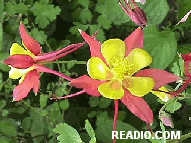 Pictures of Flowers