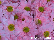 Pictures of Flowers